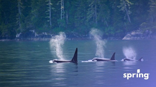 Vancouver island with orcas swimming
